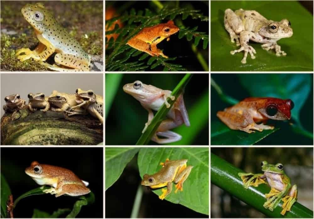 Flying frogs rhacophoridae diversity