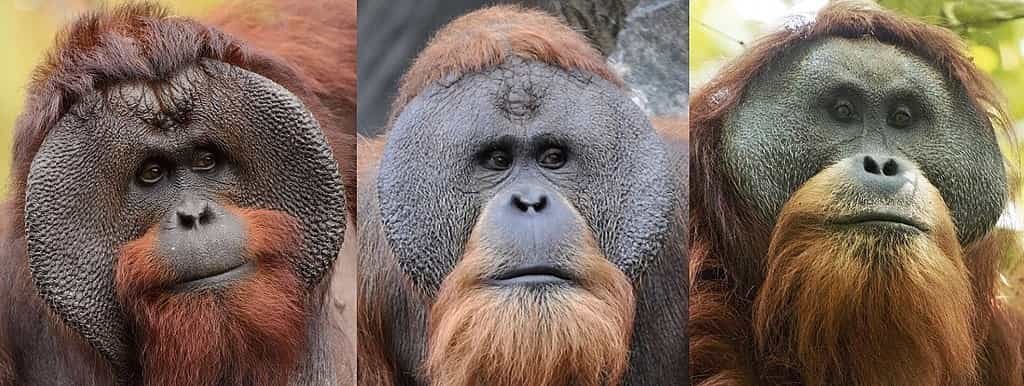 Faces of males (from left) Bornean, Sumatran and Tapanulian orangutans
