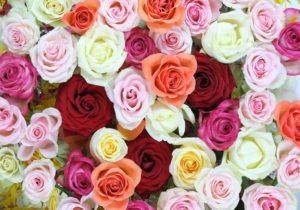Color of roses meaning