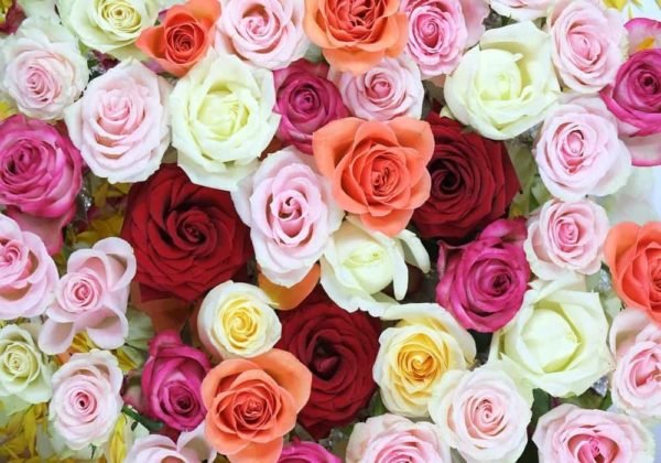 Color Of Roses Meaning Of The Colors Of Roses To Give   Color Of Roses Meaning 600x420 