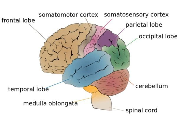 Brain Lobes | Main Parts, Functions and Anatomy of the brain