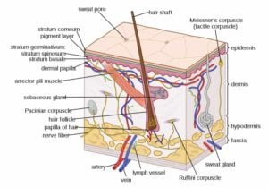 Skin Layers | Structures, functions and roles of the skin