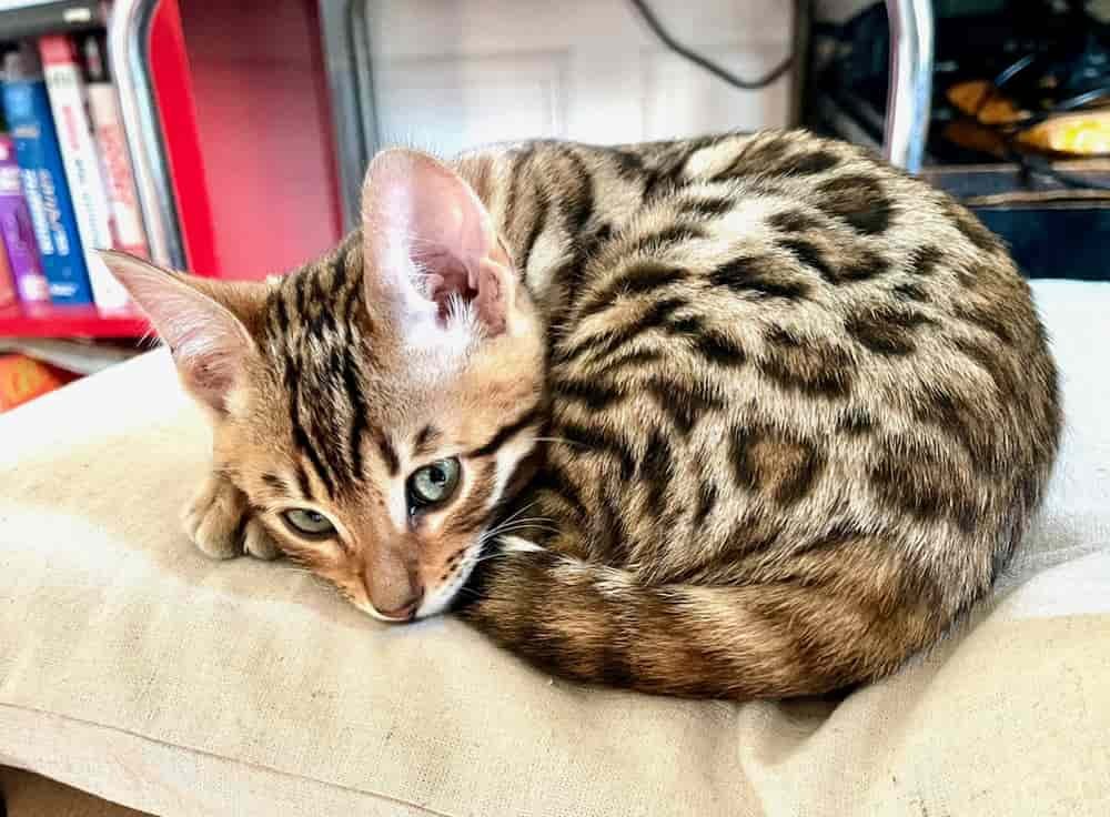 Bengal cat known for its coat similar to leopard. They’re also a hypoallergenic cat