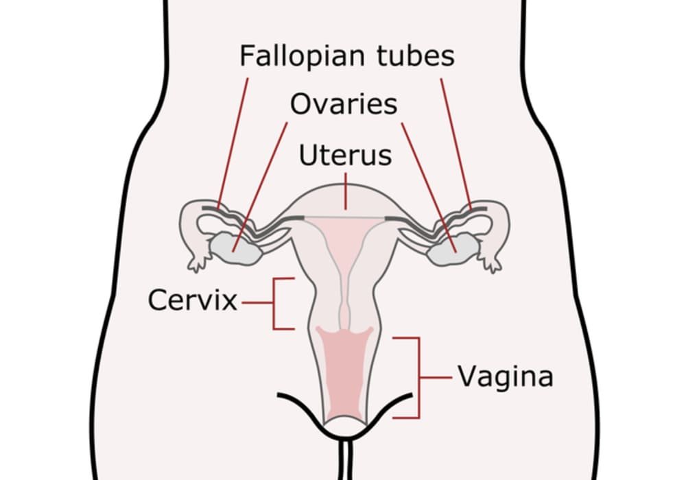 Human Ovary | How do they work?  Role and anatomy of the ovaries in women