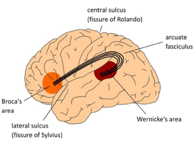 Aphasia | Brain dysfunction, spinal cord and nerve disorders