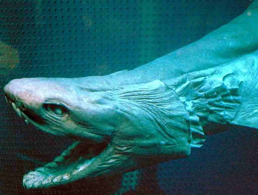 Frilled Shark | Looks Like a Snake Rather Than a Shark