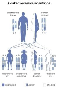 Chromosome Related Inheritance Diseases | X Y Genetic Disorders