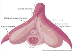 Clitoris