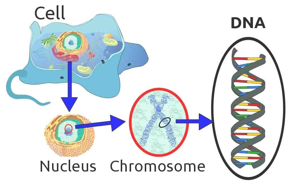 Medical genetics chromosome dna genes