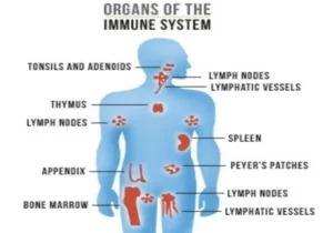 Immune System: definition, diagram, function, diseases