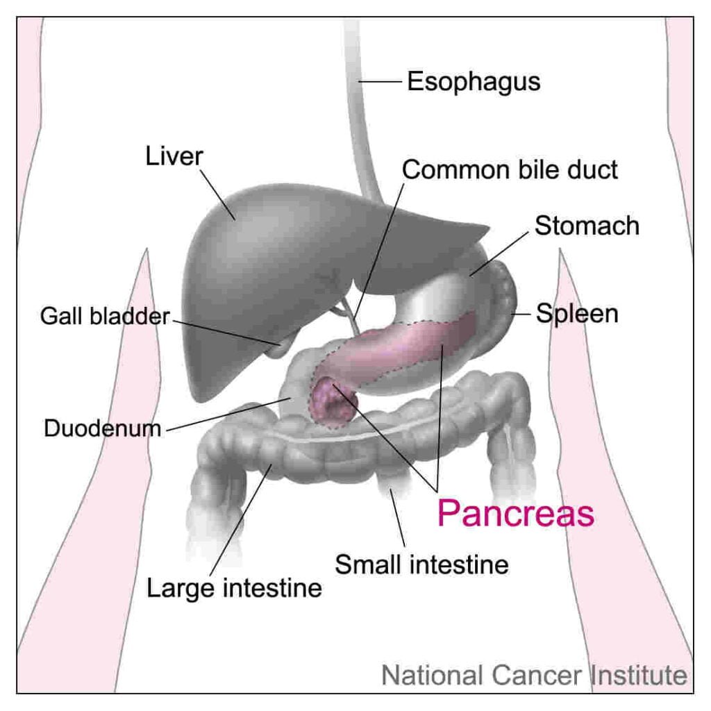 Pancreas and nearby organs bile duct cancer